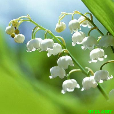 荧光小菇