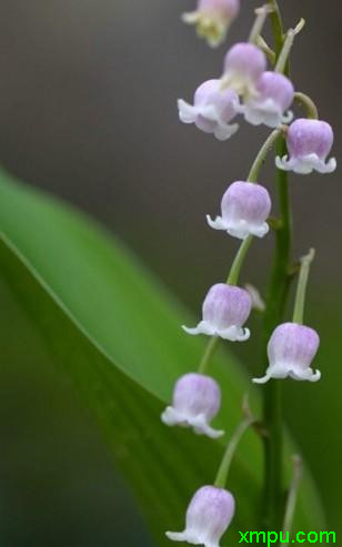 百菌清和多菌灵哪个好