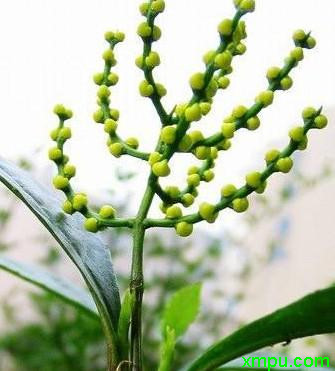 金银花种植前景如何