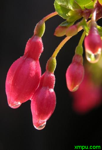 黄花梨树苗价格