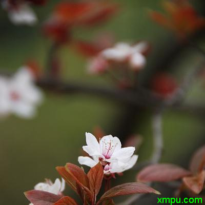 太阳花花语大全励志语