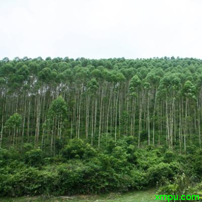 金山葵