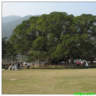 莲花竹水养方法