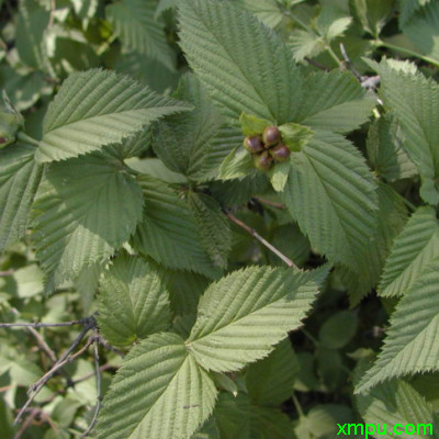 百合种植技术与栽培管理