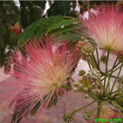 百菌清和多菌灵哪个好