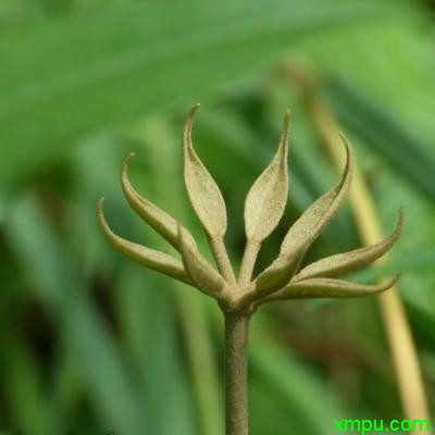 家居植物风水