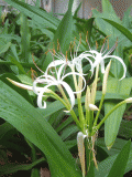 孕妇能吃黄花菜吗