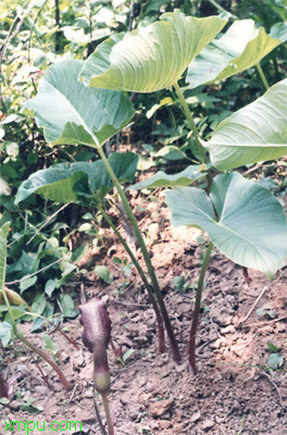 植物进化历程