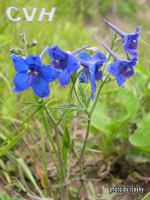 无花果花