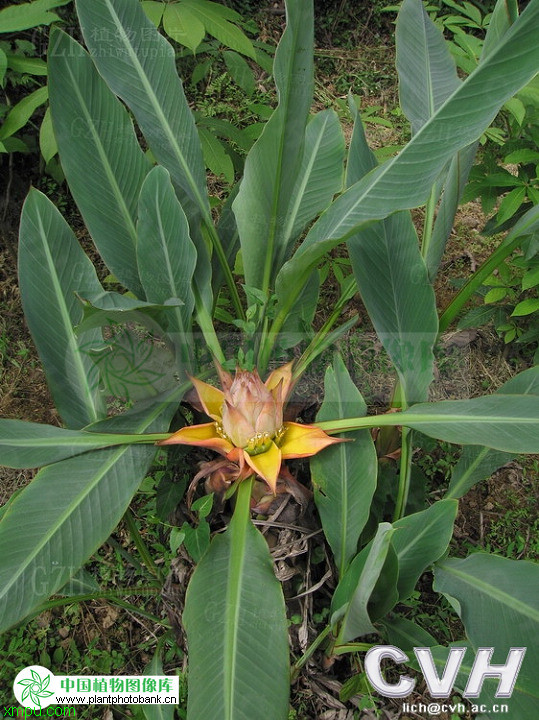 除草剂最厉害是哪种