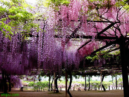 扬州市花