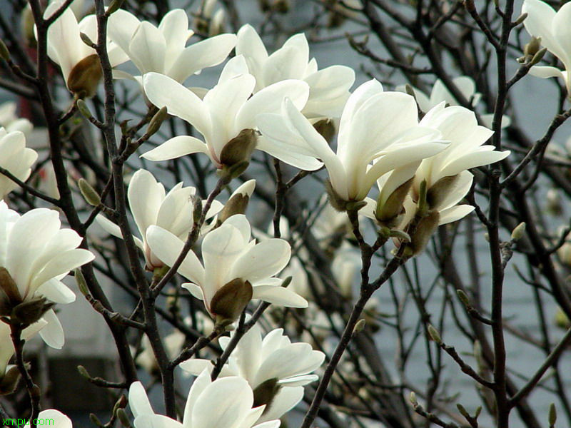 川椒和花椒的区别