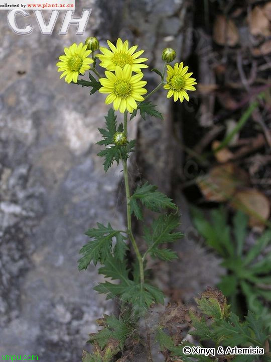 无花果几年结果