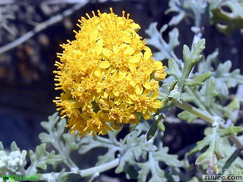 芭蕉 香蕉