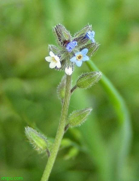 红花油茶