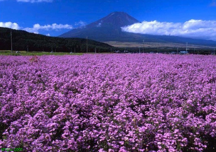 山莓