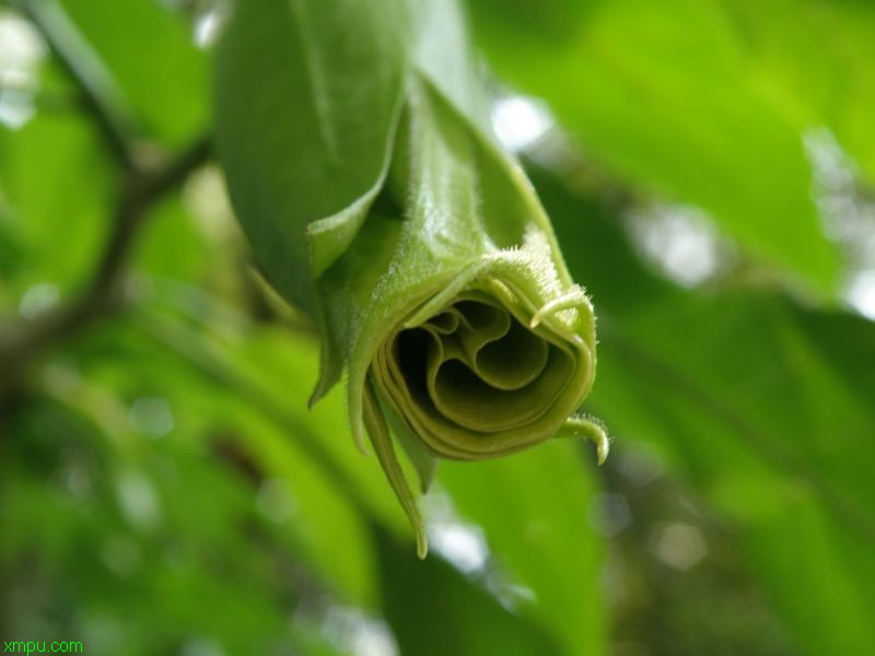 茶子树