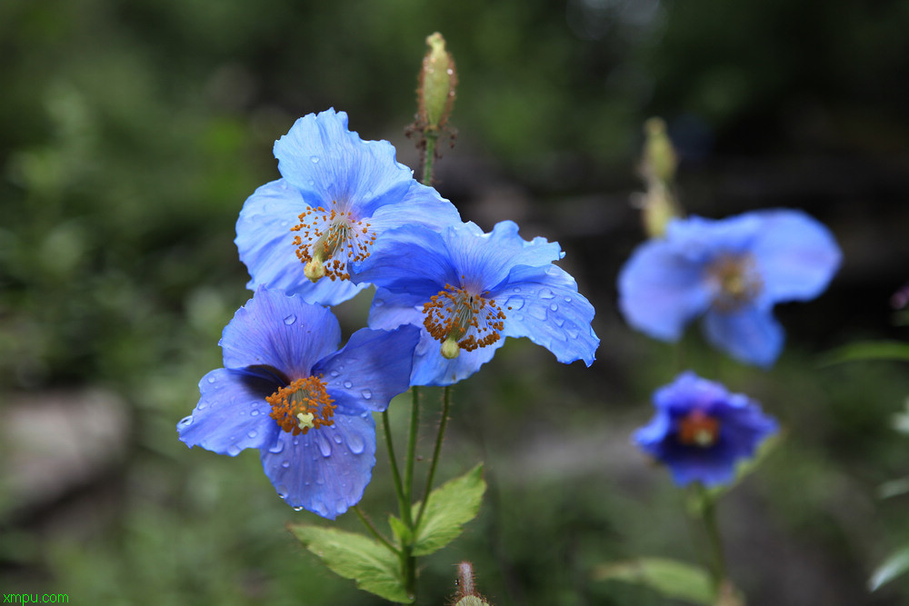 花叶苦菜