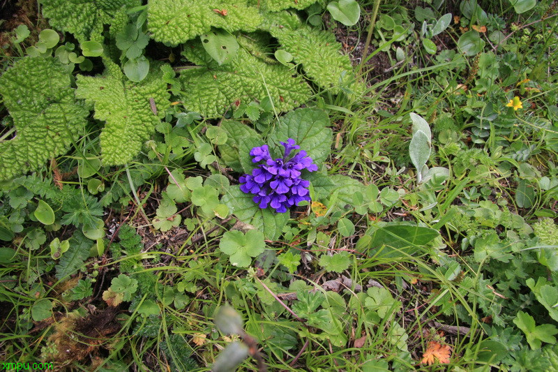 格桑花怎么种