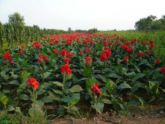 棉花种植