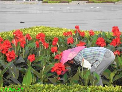 潢川桂花