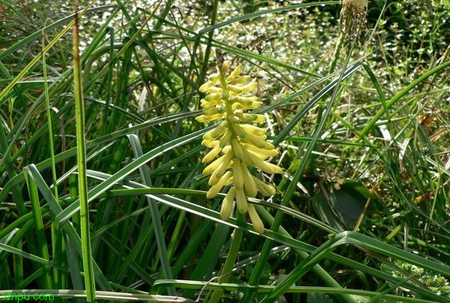 郁金香种植温度