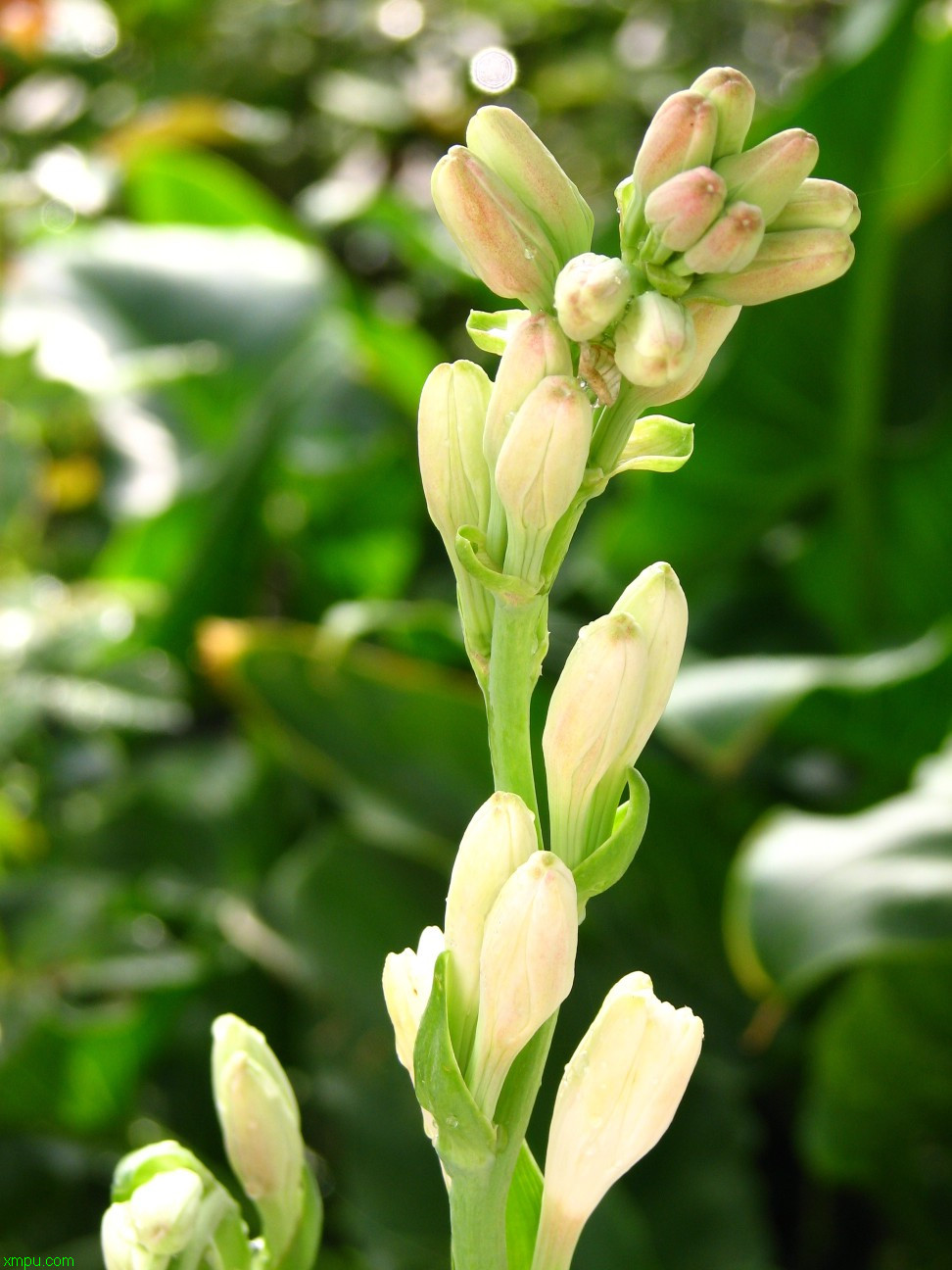 油茶花