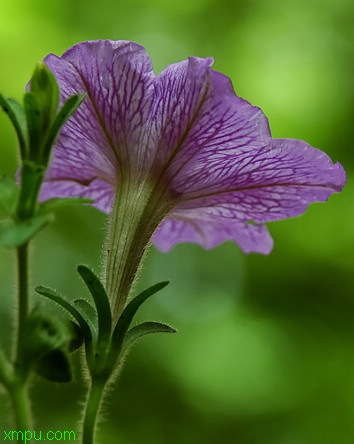 紫花玉簪