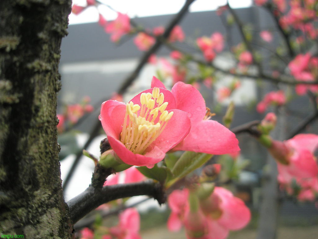 友情的花