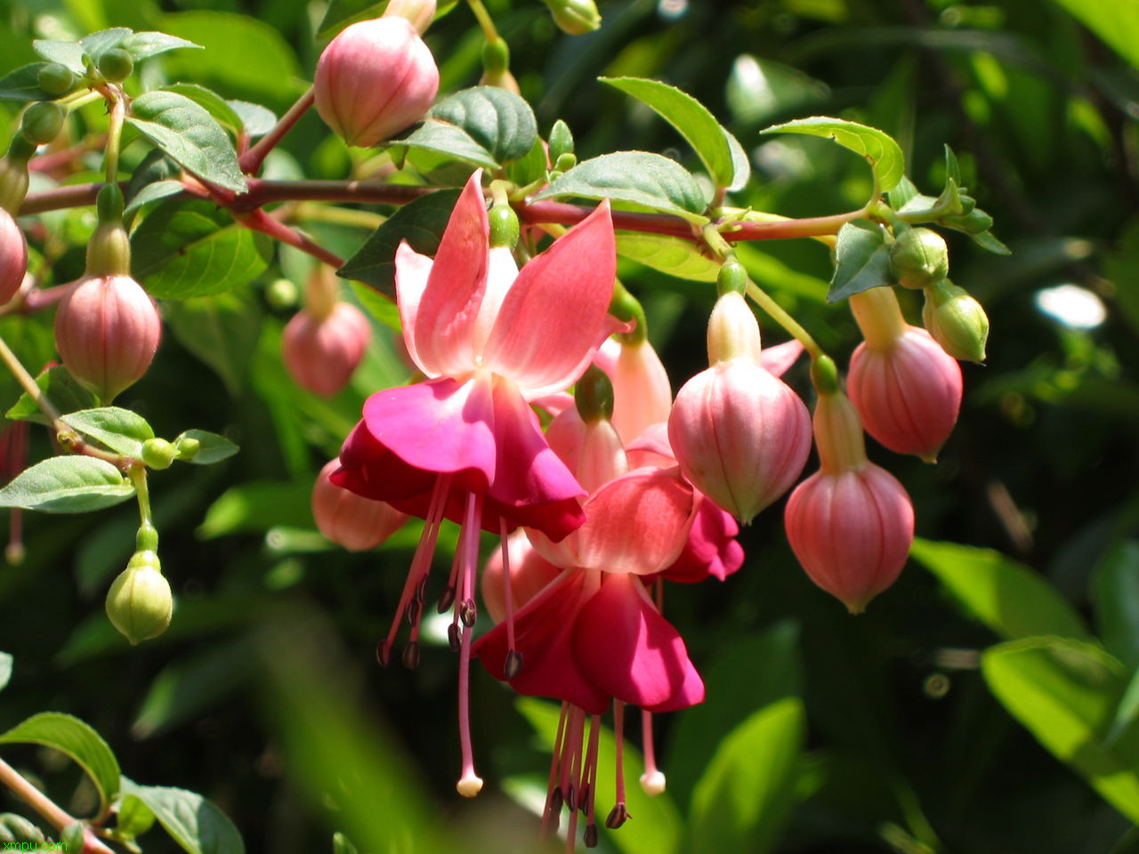 苹果 季节