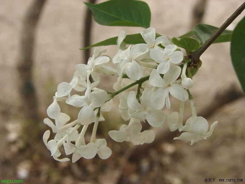 鲜花能保持几天新鲜