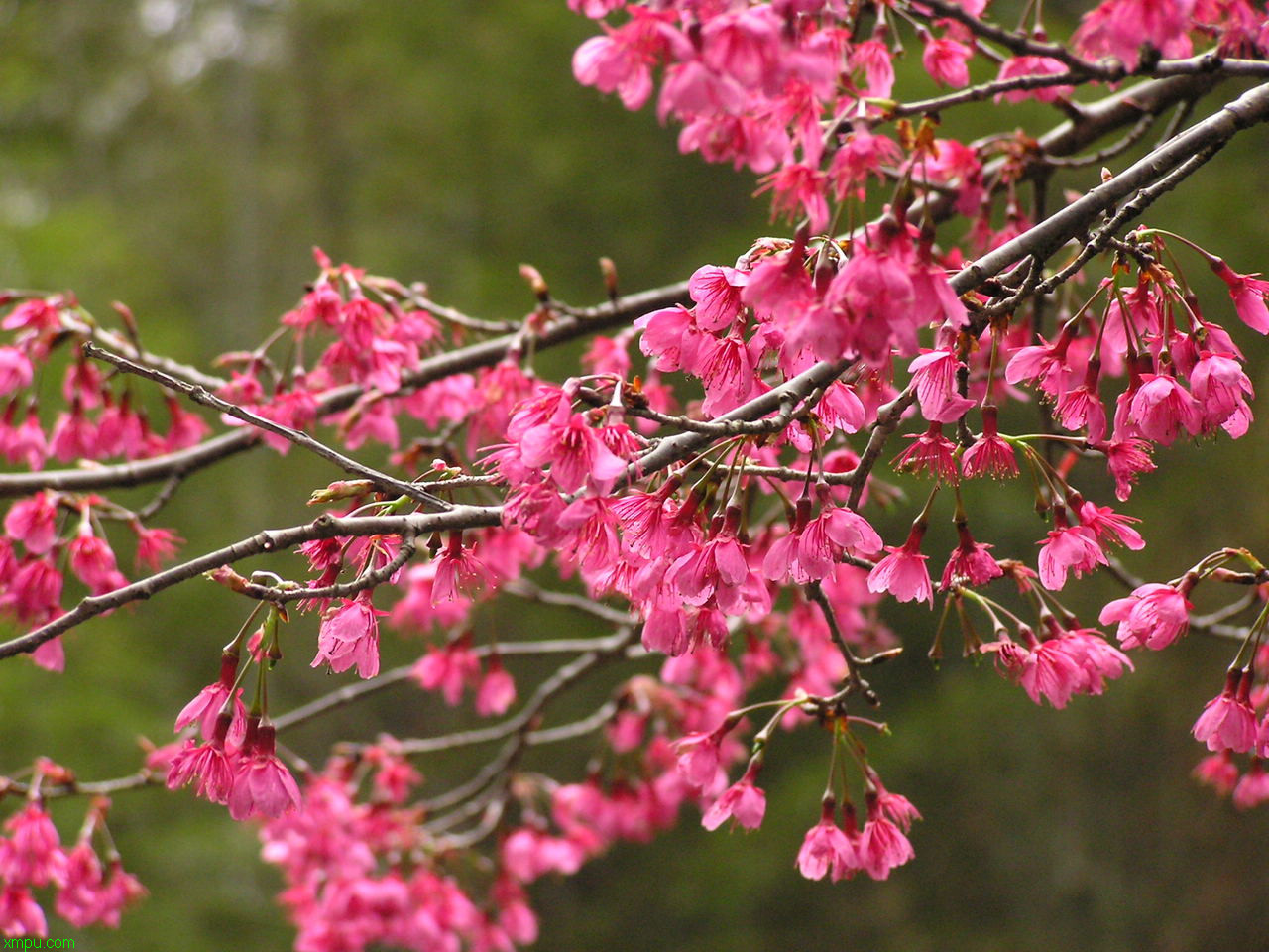 木芙蓉