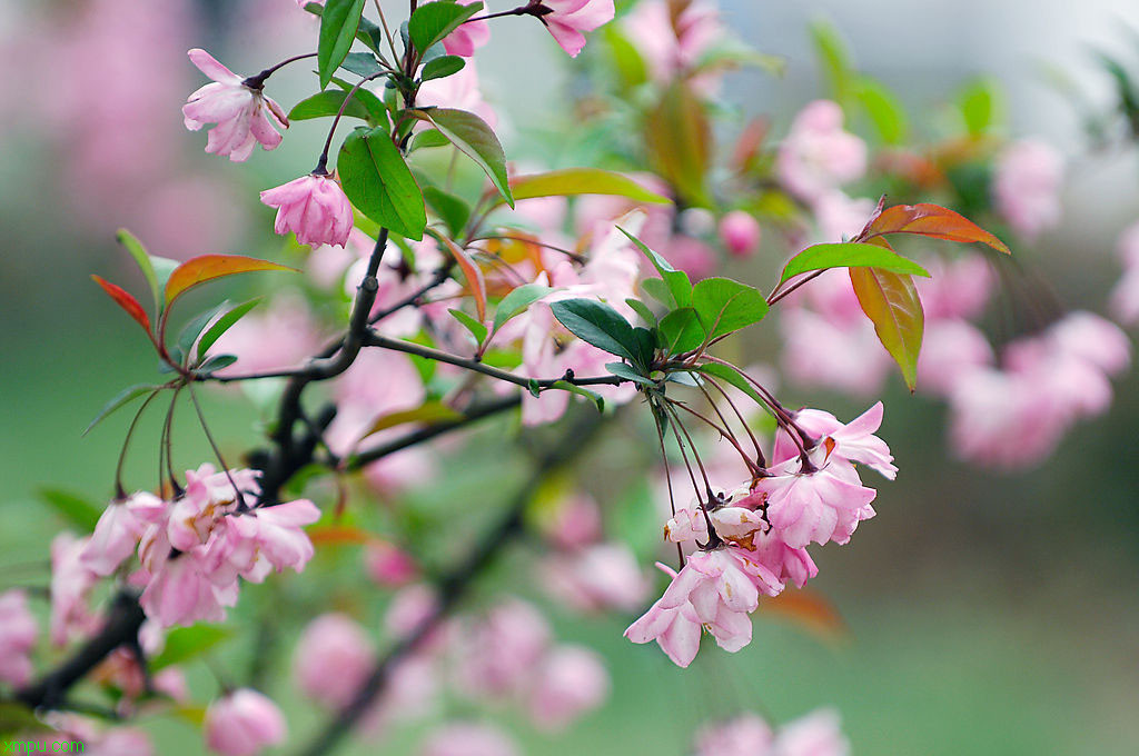 青花椒