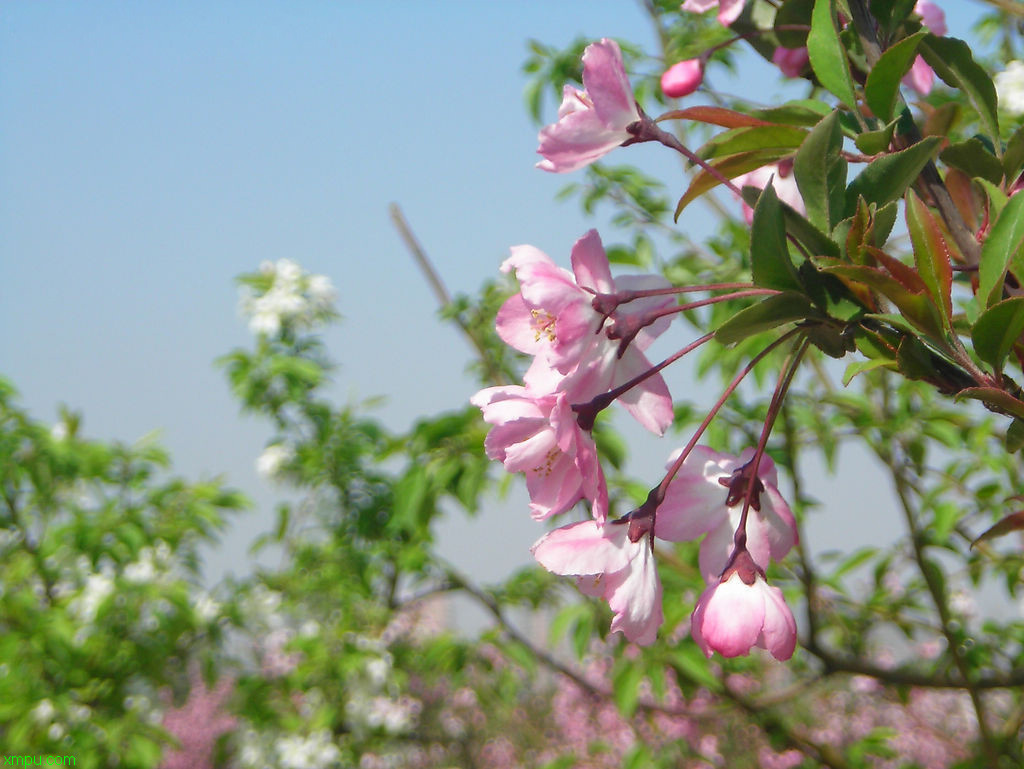 移栽杨梅树