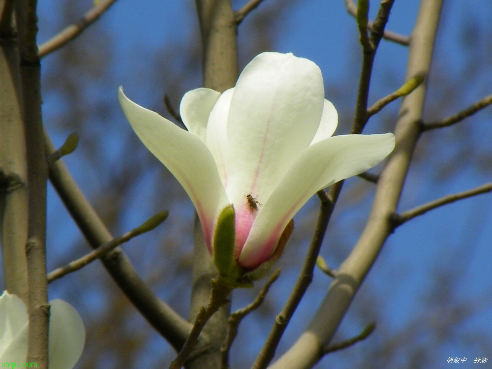 苹果 季节