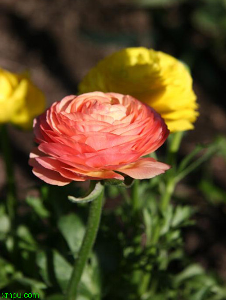 百合开花后怎么留种球