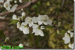 桂花鱼图片