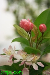 教师节花