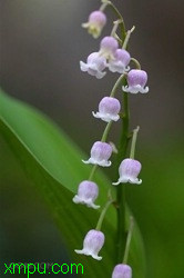 夏天开的花有哪些