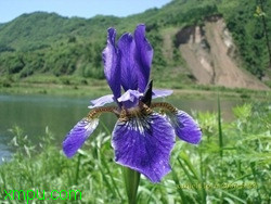 向日葵什么季节