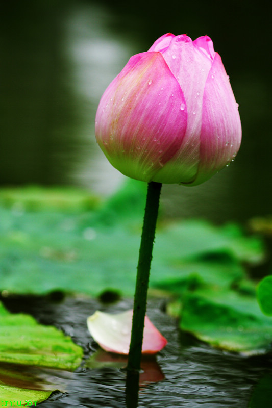 木芙蓉图片