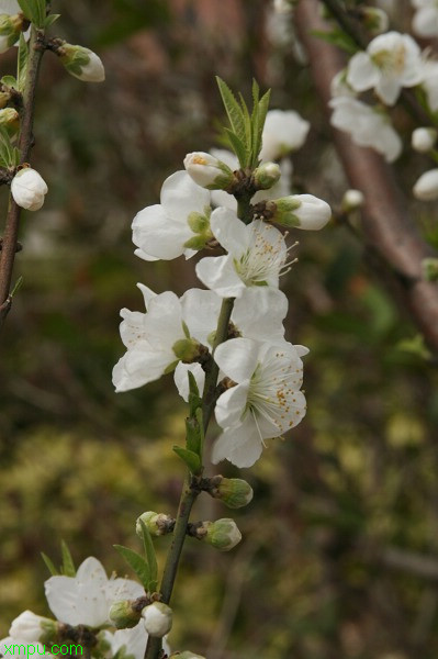 草花基地