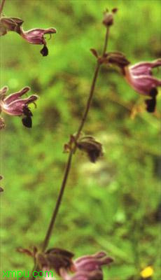 花椒树