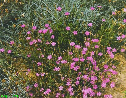 蓝色郁金香花语