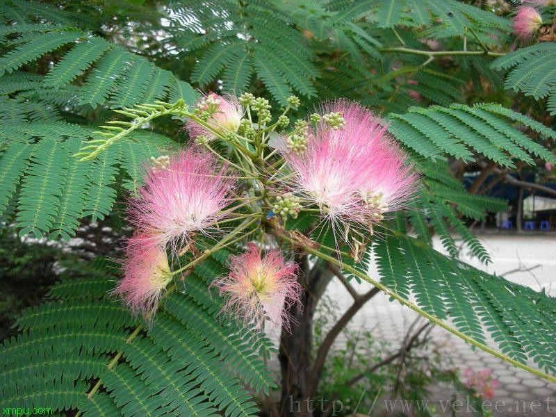 花叶杞柳