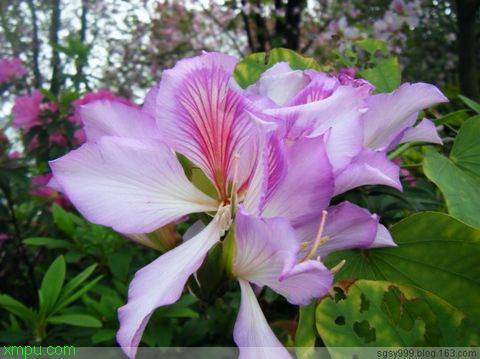 野菊花产地