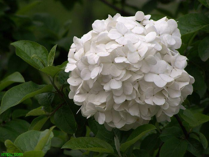 玫瑰花束图片 真实