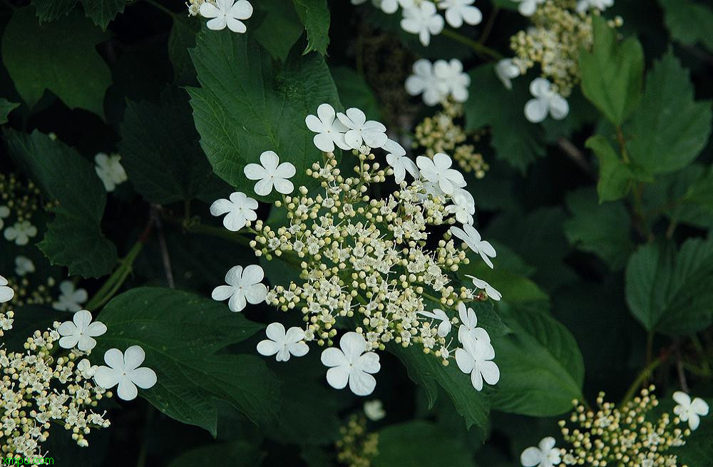 百合花能吃吗