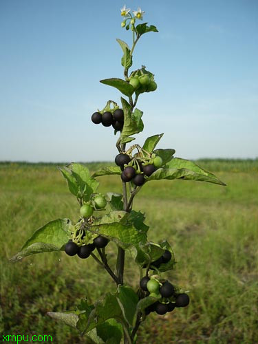 野菊花产地