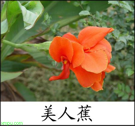 茴香菖蒲